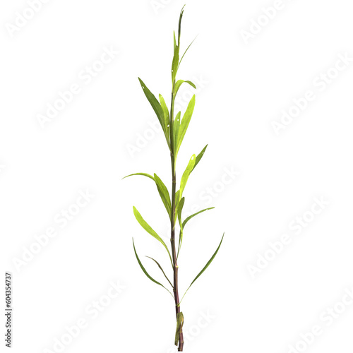 3d illustration of justicia gendarussa plant isolated on transparent background