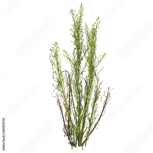 3d illustration of horseweed plant isolated on transparent background