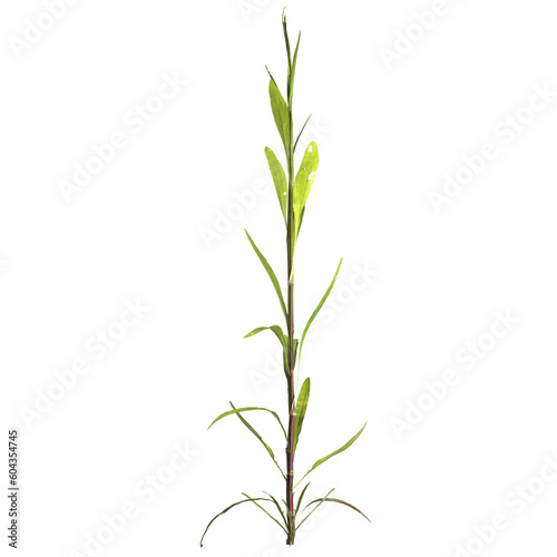 3d illustration of justicia gendarussa plant isolated on transparent background © TrngPhp