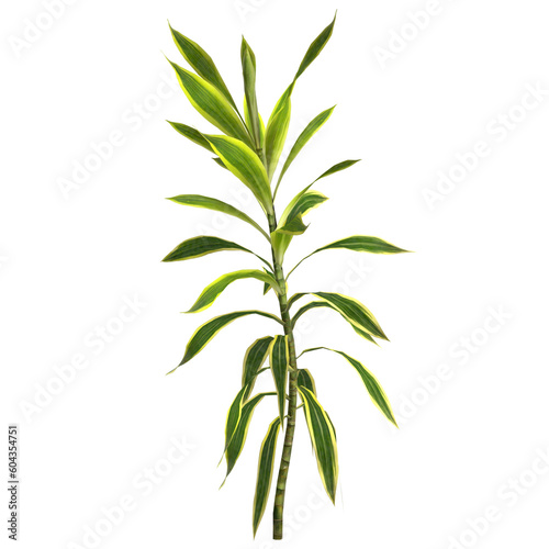 3d illustration of dracaena reflexa plant isolated on transparent background