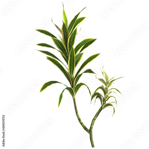 3d illustration of dracaena reflexa plant isolated on transparent background