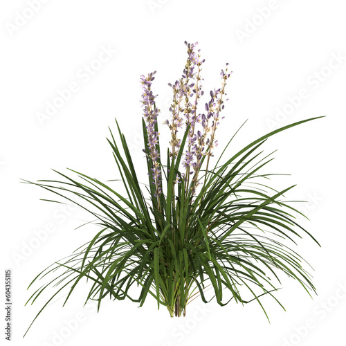 3d illustration of Lily turf plant isolated on transparent background