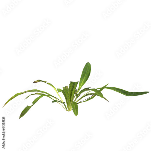 3d illustration of gazania linearis plant isolated on transparent background