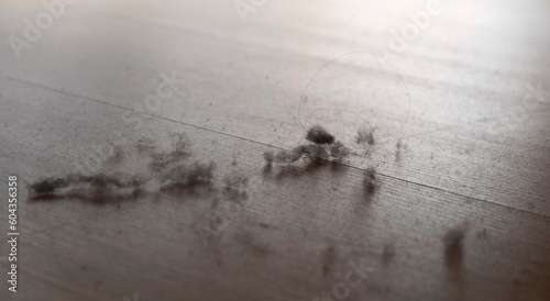 Dust nad Dirt on a Wooden Floor. Dirty Floor under Bed. Colonies of Dust Bunnies Underneath. Under Bed Floor Duster. Untidiness House. Garbage and Hair on a Floor.