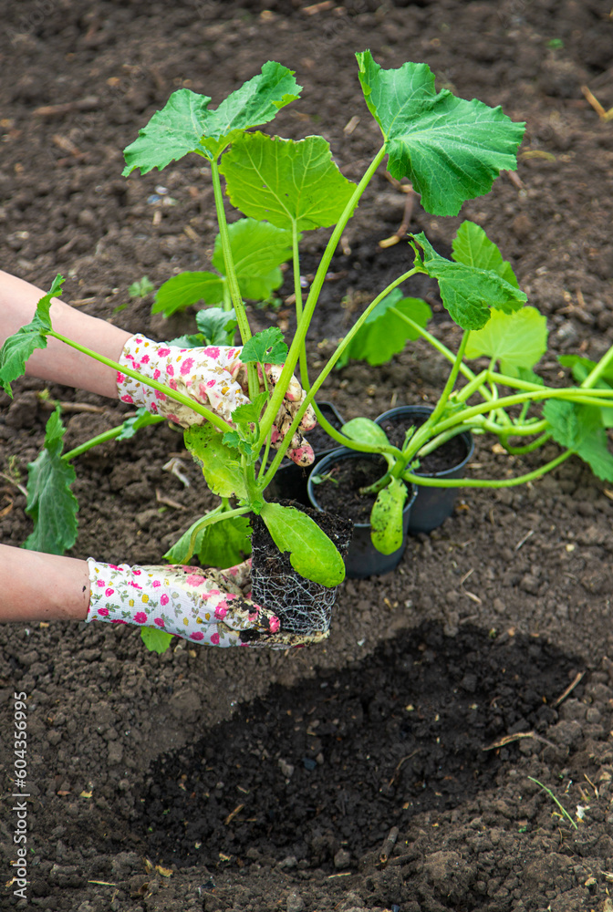 The farmer is planting zucchini in the garden. Selective focus. The farmer is planting zucchini in the garden. Selective focus.