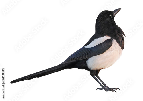 Eurasian Magpie or Common Magpie (Pica pica), isolated on white background