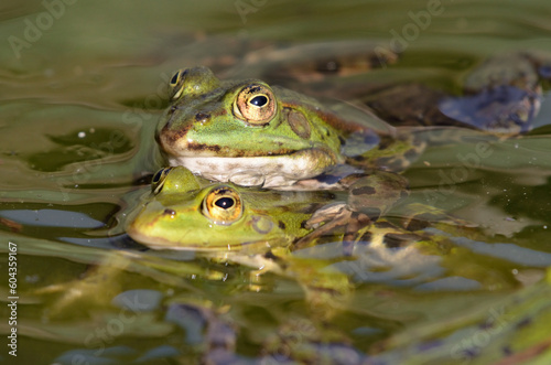 Edible frogs are making love, botanical garden, Kassel