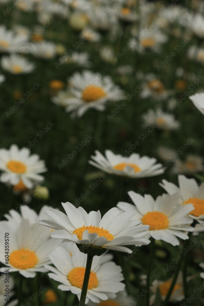Fototapeta premium daisies in a garden