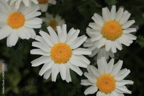 daisies in a garden