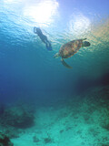 a green turtle in the crystal clear waters of the caribbean sea
