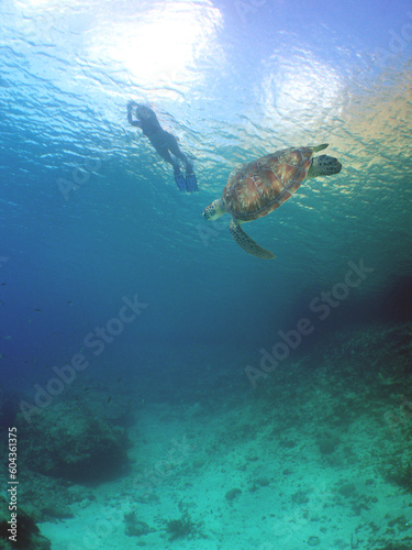 a green turtle in the crystal clear waters of the caribbean sea © gustavo