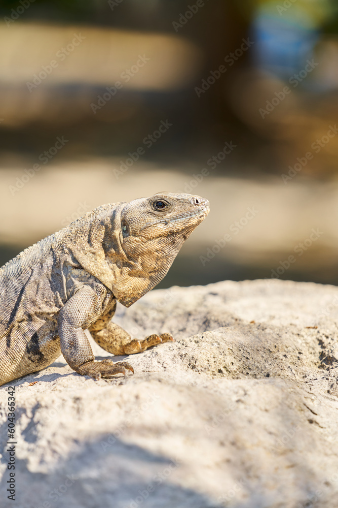 Closeup head of green iguana of the caribbean Closeup head of green iguana of the caribbean
