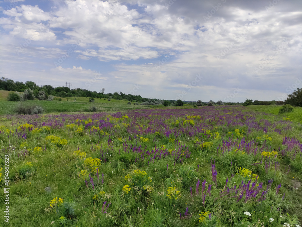 Field of flowers. Summer sunny day outdoors. Blooming meadows. Valley of wild flowers. Blue sky. Early summer nature. Green grass. Field of flowers. Summer sunny day outdoors. Blooming meadows. Valley of wild flowers. Blue sky. Early summer nature. Green grass.