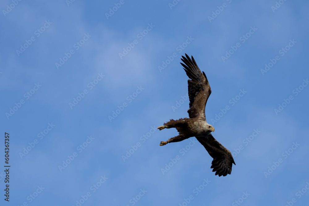 Fototapeta premium white tailed eagle in norway coast