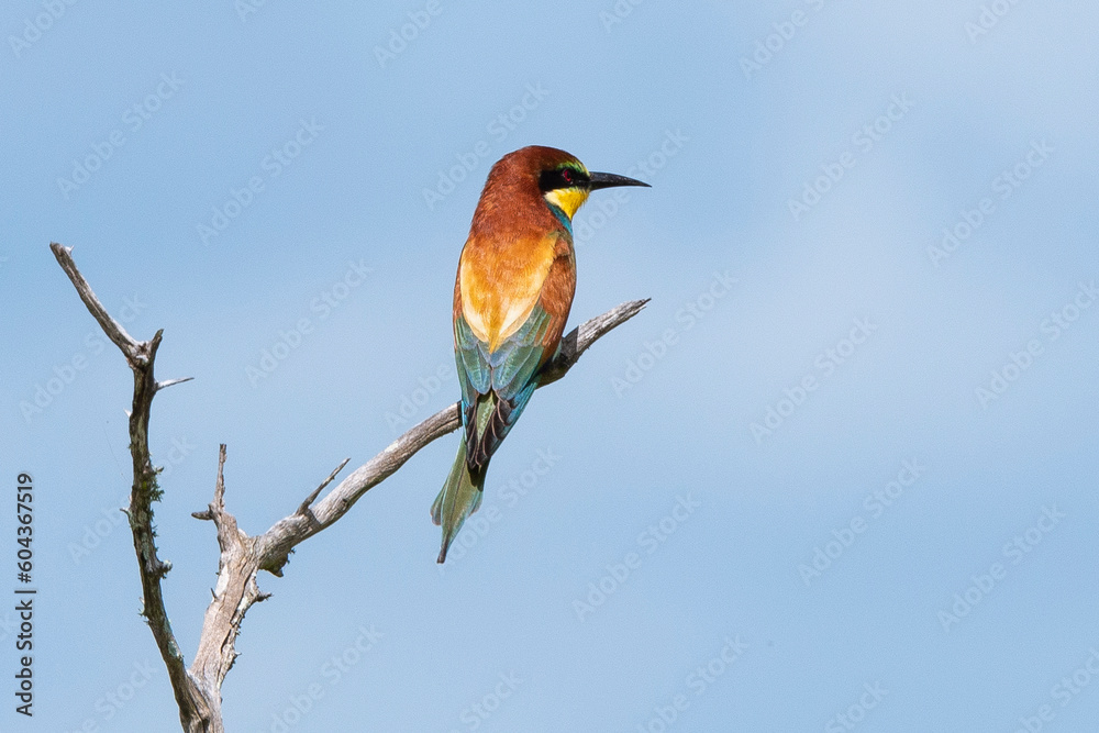 Guêpier d'Europe,.Merops apiaster, European Bee eater Guêpier d'Europe,.Merops apiaster, European Bee eater