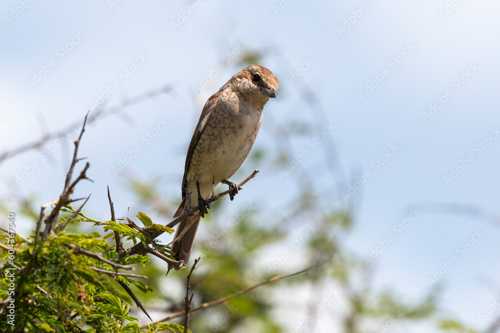 Pie grièche écorcheur,.Lanius collurio, Red backed Shrike Pie grièche écorcheur,.Lanius collurio, Red backed Shrike
