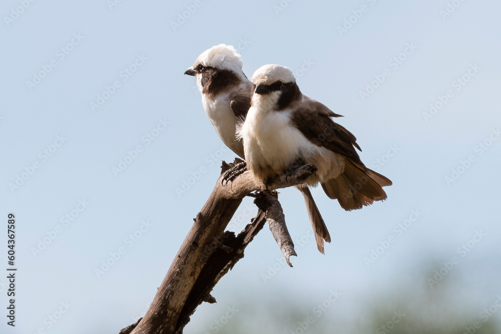 Eurocéphale à couronne blanche,.Eurocephalus anguitimens, Southern White crowned Shrike Eurocéphale à couronne blanche,.Eurocephalus anguitimens, Southern White crowned Shrike