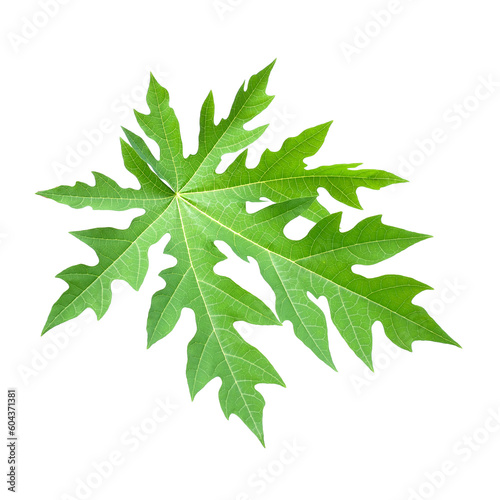 leaves of tropical forest in thailand on transparent background