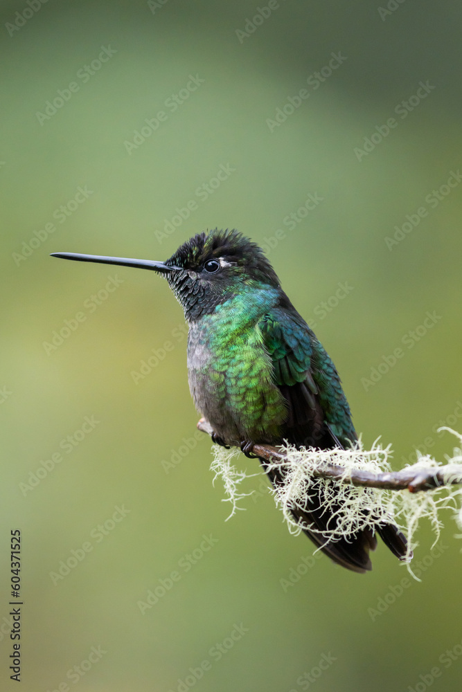 Magnificent hummingbird (Eugenes fulgens), resting on a branch in Costa Rica