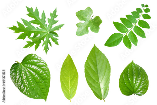 leaves of tropical forest in thailand on transparent background