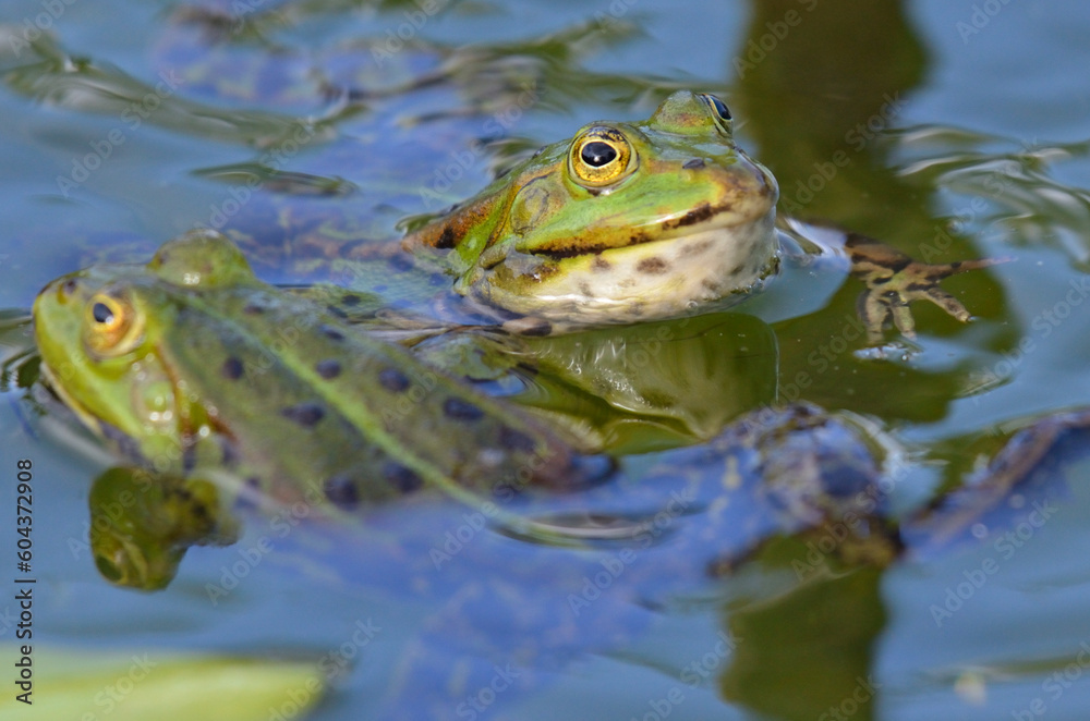 Portrait of an edible frog at the botanical garden in Kassel Portrait of an edible frog at the botanical garden in Kassel