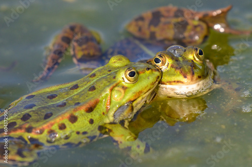 Romantic love: A frog is kissing his girlfriend