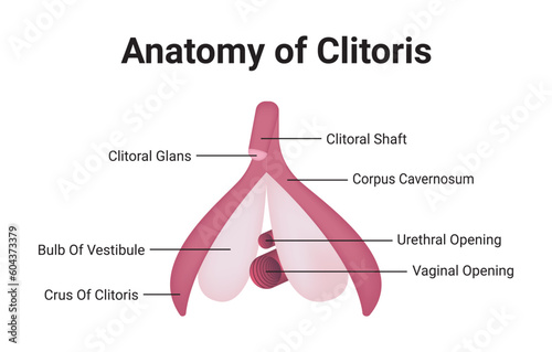 Anatomy of Clitoris Medical Vector Illustration