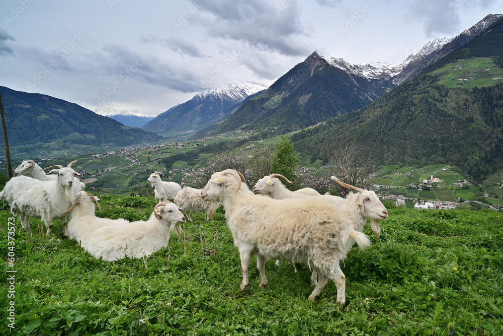 Obraz premium Schafherde in Südtirol