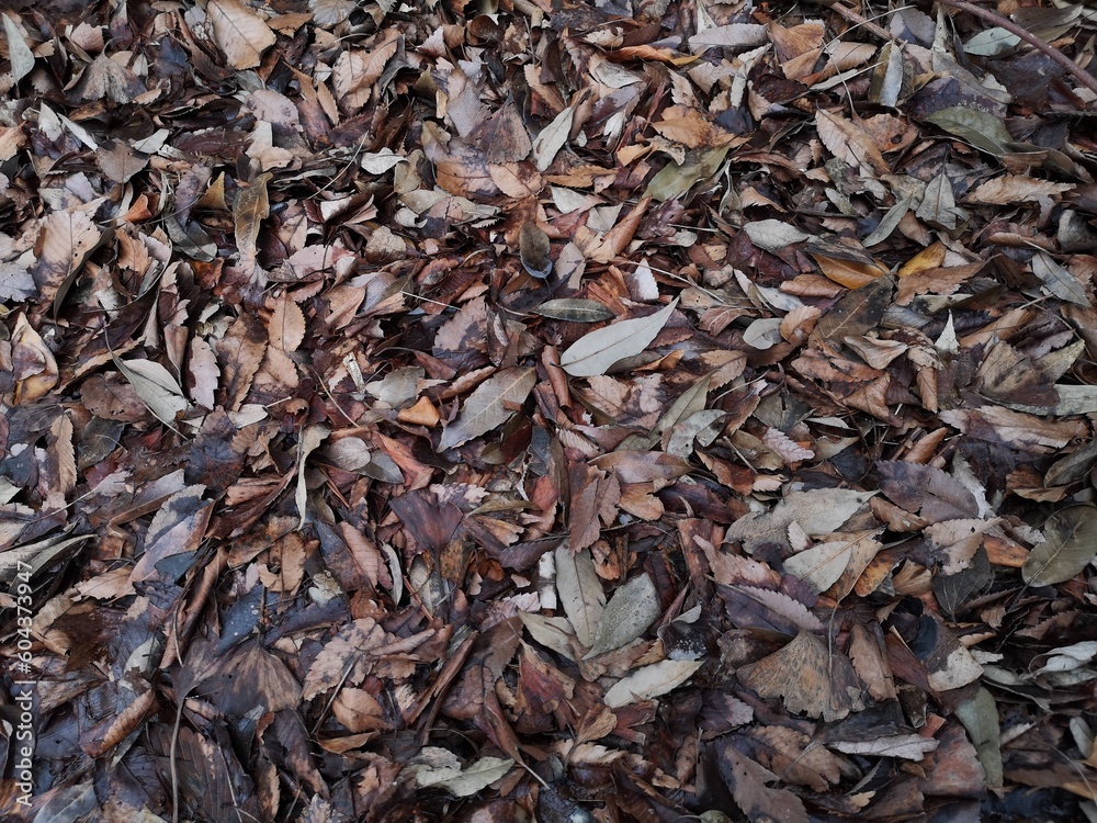 湿った枯れ葉の絨毯