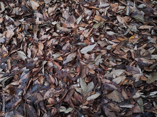 湿った枯れ葉の絨毯