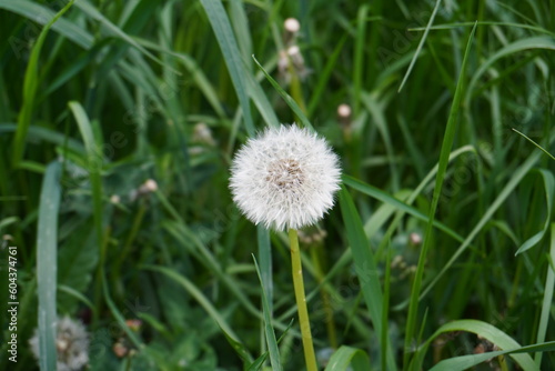 dandelion on grass