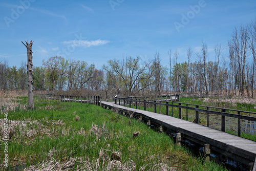 A winding boardwalk through a large coastal wetland complex reminiscent of what the Great Black Swamp may have been like in Northern Ohio. It was drained and cleared for farmland in the 1800's. 