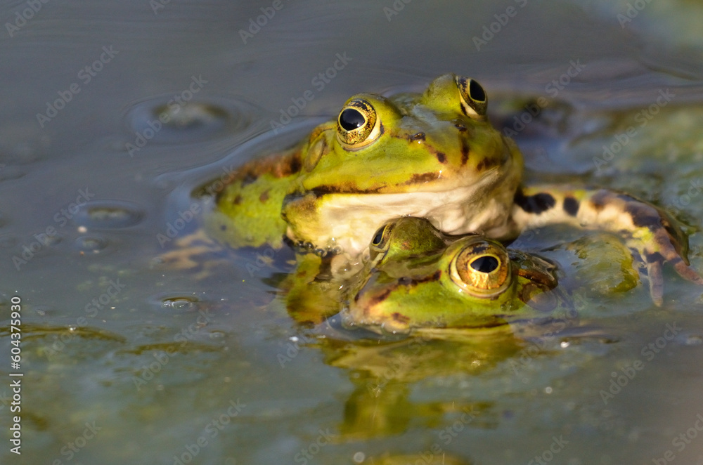 Mating edible frogs at the botanical garden in Kassel Mating edible frogs at the botanical garden in Kassel