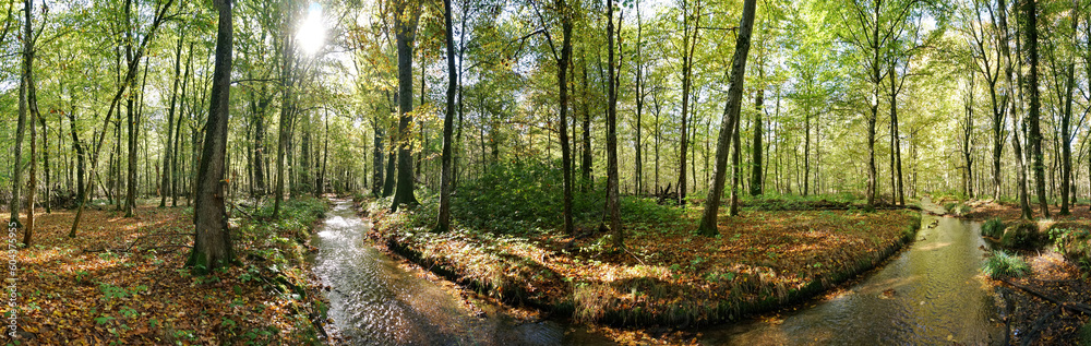 Wald mit Bach im Herbst - Waldlandschaft in Deutschland Panorama