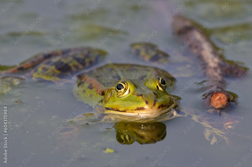 Portrait of an edible frog at the botanical garden in Kassel Portrait of an edible frog at the botanical garden in Kassel
