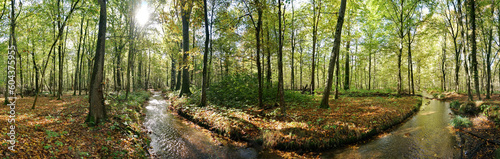 Wald mit Bach im Herbst - Waldlandschaft in Deutschland Panorama © ExQuisine