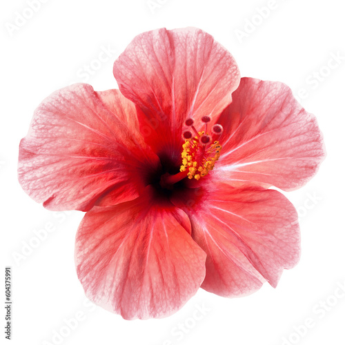 tender pink hibiscus flower isolated