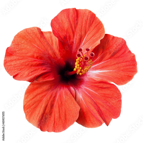 bright red hibiscus flower isolated