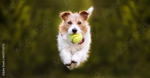 Playful happy pet dog playing, running and bringing a tennis toy ball. Puppy training banner with copy space. Jack russell terrier.