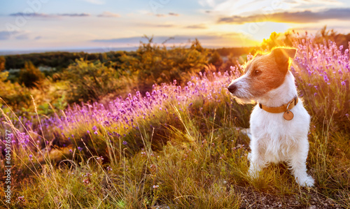 Cute small pet dog sitting in a lavender flower herb field in summer. Dog sunset, travelling or hiking banner.