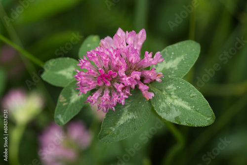Close up of a clover flower in a wilf meadow