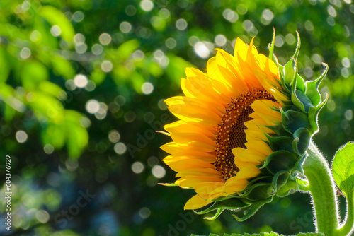 夏の花