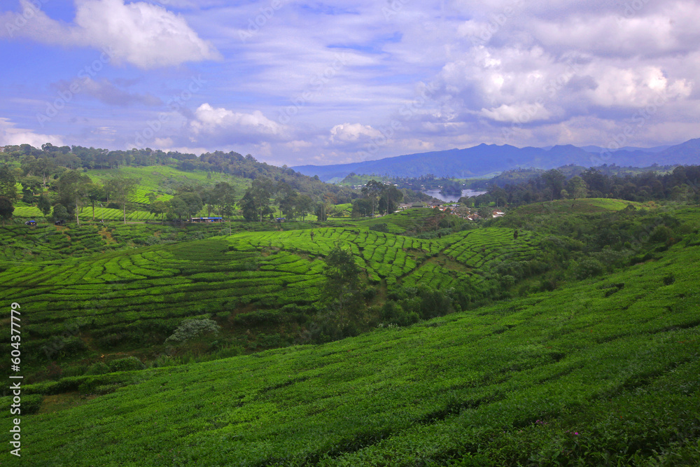 beautiful view of tea plantations in bandung, west java