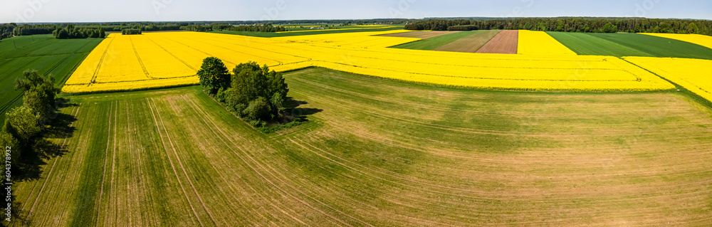 Aerial panorama of blooming yellow rapeseed and green grain on a spring ,sunny day.