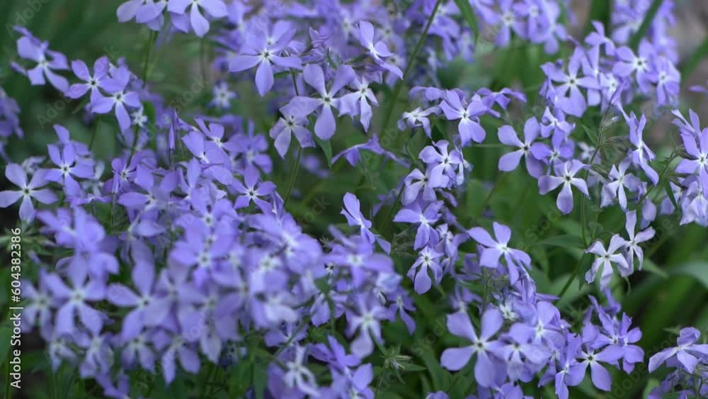 Fabulous Blue Dark Center. Blue phlox flowers. Floral background in the summer garden. Periwinkle flower bud bouquet on a flower bed. Flora petal nature. Aesthetic botany. Fabulous Blue Dark Center. Blue phlox flowers. Floral background in the summer garden. Periwinkle flower bud bouquet on a flower bed. Flora petal nature. Aesthetic botany.