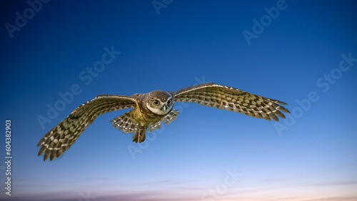 Foto Burrowing Owl flying in a blue sky in Cape Coral Florida USA