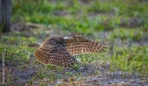Burrowing Owl in flight in Cape Coral Florida USA