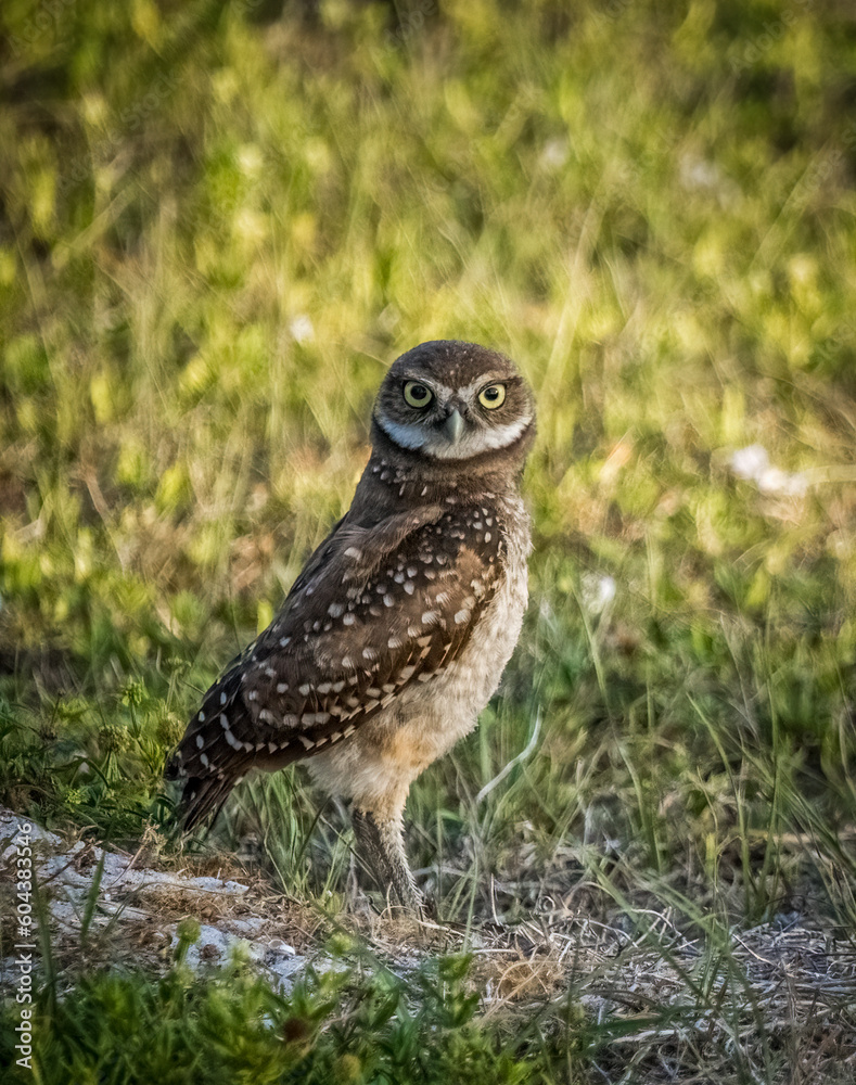 Burrowing Owl in Cape Coral Florida USA Burrowing Owl in Cape Coral Florida USA