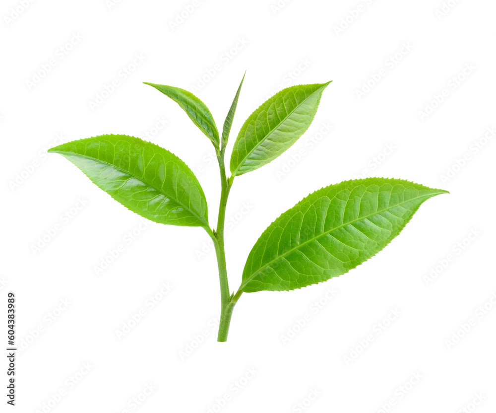 tea leaf on transparent png