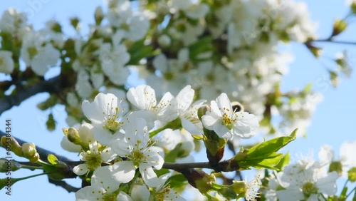 Honey Bee Pollinating Cherry Flowers on Tree in Spring Blossom. The process of pollination of trees by bees.